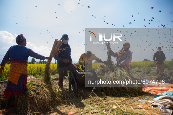 Nepalese farmer harvest rice from paddy fields during harvesting season at Bhaktapur, Nepal on October 10, 2020. 