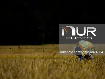 Nepalese farmer harvest rice from paddy fields during harvesting season at Bhaktapur, Nepal on October 10, 2020. (