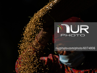 A Nepalese woman separates chaff from rice seeds in the traditional method of winnowing during harvesting season at Bhaktapur, Nepal on Octo...