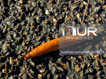 A slug is crossing the road, in The Netherlands, on October 10th, 2020. (
