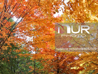 Colourful trees during the Autumn season in Markham, Ontario, Canada. (