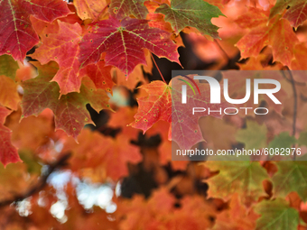 Colourful trees during the Autumn season in Markham, Ontario, Canada. (