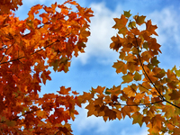 Colourful leaves during the Autumn season in Markham, Ontario, Canada. (