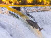 Salmon move up the Humber river attracts spectators near the Old Mill subway station in Etobicoke during their breeding season in Toronto, C...