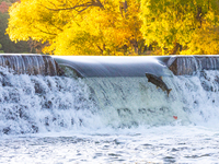 Salmon move up the Humber river attracts spectators near the Old Mill subway station in Etobicoke during their breeding season in Toronto, C...