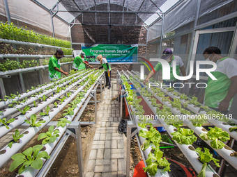 Residents takes care of a vegetable planted using the hydroponic system at the Rumah Sayurku in Kemijen Sub-district, Semarang, Central Java...