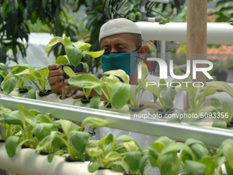 During the pandemic, residents used the remaining land on site to make urban farming in Malaka Sari, Duren Sawit, Jakarta, on October, 16, 2...