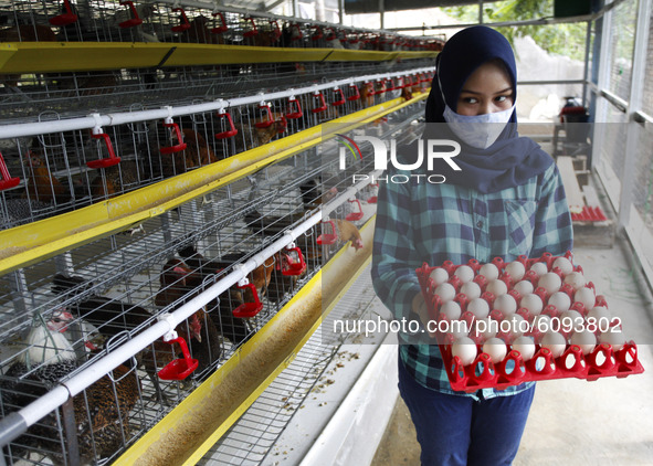 A Young entrepreneurs Pradizzia Triane (23), collects eggs for sell at poultry farm in Bogor, West Java, Indonesia, on October 16, 2020. For...