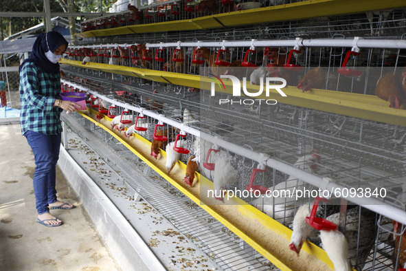 A Young entrepreneurs Pradizzia Triane (23), feeds chickens at  Chick Farm in Bogor, West Java, Indonesia, on October 16, 2020. For young pe...