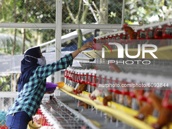 A Young entrepreneurs Pradizzia Triane (23), feeds chickens at  poultry farm in Bogor, West Java, Indonesia, on October 16, 2020. For young...