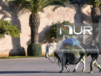Man walks with his loaded donkey in the city of Meknes, Morocco, Africa. Meknes is one of the four Imperial cities of Morocco, located in no...