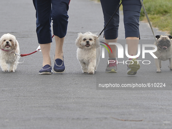 People pictured walking their dogs at Sandymount Strand as the spring weather continues in Dublin. Dublin, Ireland, on May 28, 2015 (
