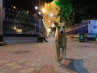 A street dog walk near puja pandal  , Visitor no entry  of a community puja pandal  ahead of the Hindu festival 'Durga Puja' in Kolkata ,Ind...