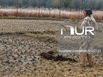 Paddy stubble is seen in a field amid COVID-19 pandemic in Baramulla, Jammu and Kashmir, India on 25 October 2020 (