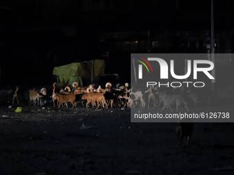 Stray Dogs are seen inside the Bus Stand of Sopore in District Baramulla, Jammu and Kashmir, India on 26 October 2020 (