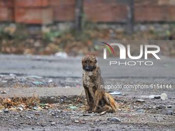 A Stray Dog is seen in a ground near Lakhanpur, Jammu and Kashmir, India on 01 November 2020. (