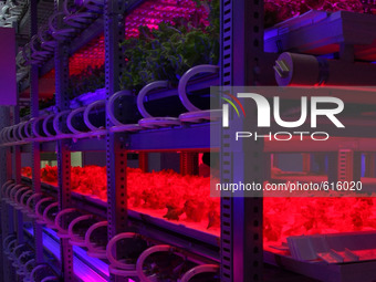 Leaf lettuces grow under light-emitting diodes (LEDs) at the Plant Factory housed in the research center of Tamagawa University  in Tokyo Ju...