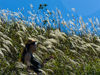 Hikers pose for photos among silver grass on Sunset Peak, on the island of Lantau in Hong Kong, China on November 7, 2020. As temperatures h...