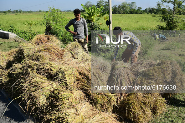 Farmer with his  bunches of paddy after harvesting from a field  in Nagaon District of Assam, india on November  10, 2020. 