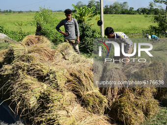 Farmer with his  bunches of paddy after harvesting from a field  in Nagaon District of Assam, india on November  10, 2020. (