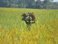 Farmer carries harvested paddy in Nagaon District of Assam, india on November  10, 2020. (