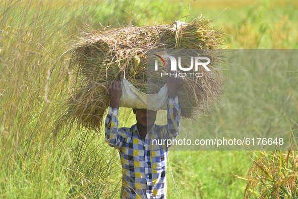 Farmer carries harvested paddy in Nagaon District of Assam, india on November  10, 2020. 