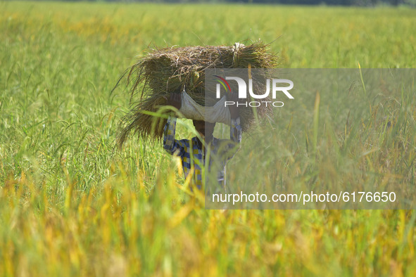 Farmer carries harvested paddy in Nagaon District of Assam, india on November  10, 2020. 