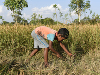 A child harvesting rice paddy in a field, at a village in Bongaigaon district of Assam in India on 17 November 2020. Agriculture supports mo...