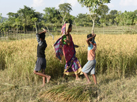 Mother nad children of s farmer family harvesting rice paddy in a field, at a village in Bongaigaon district of Assam in India on 17 Novembe...