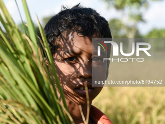 A child of a farmer family in a field during harvesting, at a village in Bongaigaon district of Assam in India on 17 November 2020. Agricult...