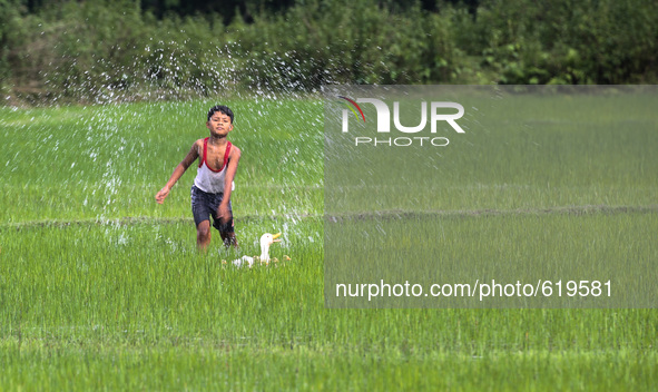 A young boy playing in above normal rain water in a paddy field in the northeastern Indian state of Assam at Duliajan  on the eve of World E...