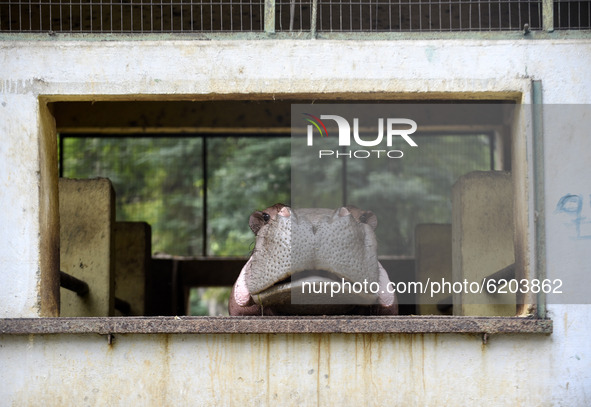 A Hippopotamus  inside an enclosure at Assam State Zoo in Guwahati, Assam, India on 21 Nov. 2020 