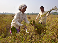 An indian  Woman  harvesting rice paddy in a field, at a village in Nagaon District of Assam , india on Nov 22,2020. (
