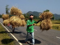 Local village living farmers carrying cutting rippen paddies and transport them to their home as they harvested it in this year just outskir...