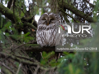 Ural owl (Strix uralensis) rests in a spruce tree during migration season on November 23, 2020 in Central Park in Saint Petersburg, Russia....