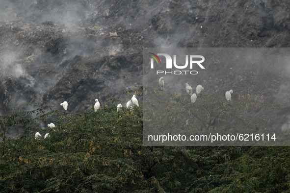 Storks are seen near billowing smoke after a fire broke out at east Delhi's Ghazipur landfill in New Delhi on November 25, 2020. Air quality...