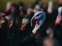 Bronze turkeys hatched in June and raised free range for Christmas are seen ready for market on David McEvoy's turkey farm in Termonfeckin,...