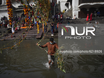 A Nepalese devotee tighten religious rope consists of flower, fruits and holy grains at the Pashupatinath Temple during Haribodhini Ekadashi...