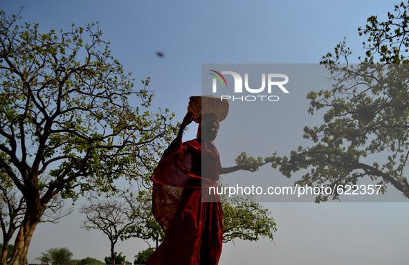 An indian woman collects cow dung on on the outskirts of Allahhabad  on June 5 ,2015,World Environment day.World environment day is celebrat...