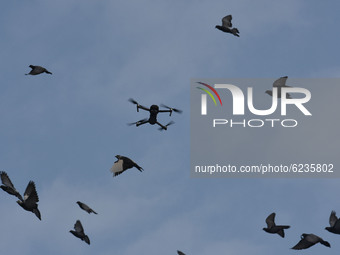 Pigeons fly alongside a drone in the premises of a polling station during the second phase of District Development Council (DDC) election in...