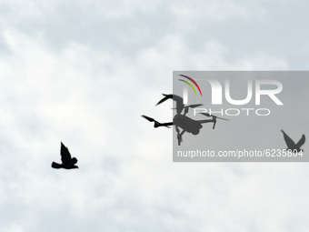 Pigeons fly alongside a drone in the premises of a polling station during the second phase of District Development Council (DDC) election in...