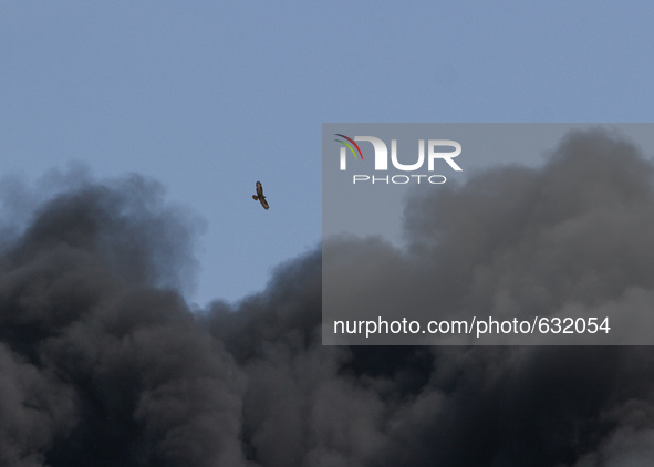 A hawk is seen flying away from the dark cloud of smoke rising over burning fuel storage terminal near Kyiv, June 9, 2015. Hundreds of Ukrai...