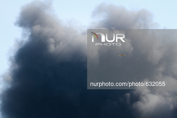 A hawk is seen flying away from the dark cloud of smoke rising over burning fuel storage terminal near Kyiv, June 9, 2015. Hundreds of Ukrai...