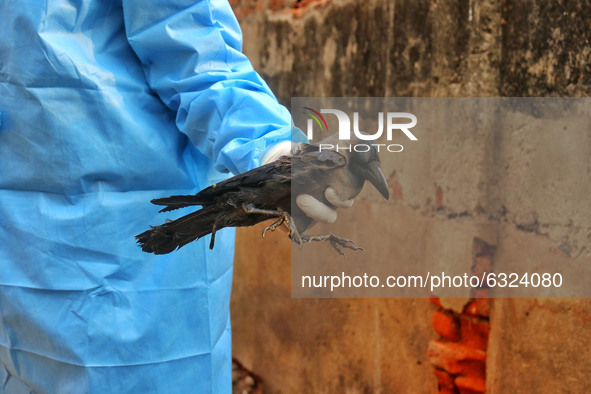 Forest department official picks up a sick crow from a roadside near Jal Mahal in Jaipur, Rajasthan, India,Tuesday, Jan. 5, 2021. A bird flu...