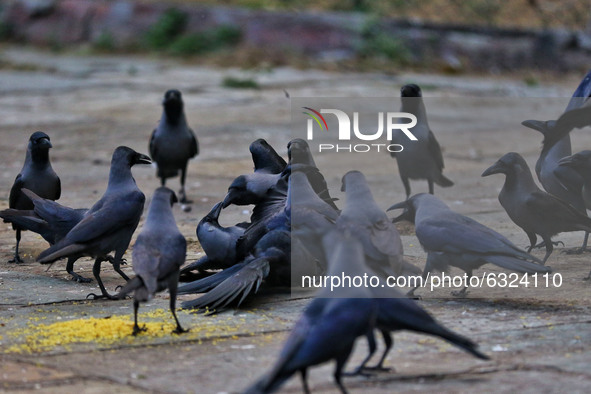 Flock of crows feeds at Ramniwas Garden in Jaipur, Rajasthan, India,Tuesday, Jan. 5, 2021. A bird flu alert has been sounded in Rajasthan af...