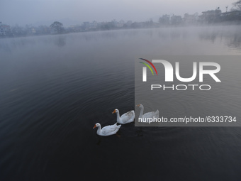White Duck swim around at Taudaha Wetland Lake at Kirtipur, Kathmandu, Nepal on Saturday, January 09, 2020. Taudaha is one of the biggest re...