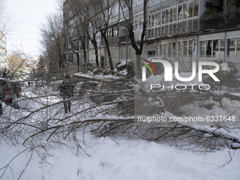 Damage caused by the storm Filomena in Madrid, Spain on 10 January, 2021. Storm Filomena brought more than 50cm of snow to the Spanish capit...