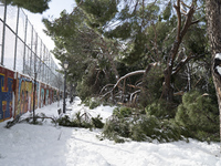 Damage caused by the storm Filomena in Madrid, Spain on 10 January, 2021. Storm Filomena brought more than 50cm of snow to the Spanish capit...