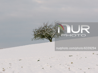 a tree is seen on a snow covered field in Tondorf during the winter season (