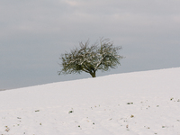 a tree is seen on a snow covered field in Tondorf during the winter season (